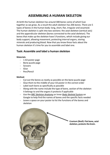 Assembling a human skeleton activity | Teaching Resources