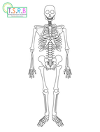 Life Size Skeleton Printable | Teaching Resources