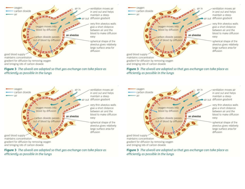 B4.5 - Breathing and Gas Exchange