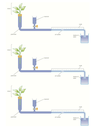 B4.9 - Factors affecting Transpiration