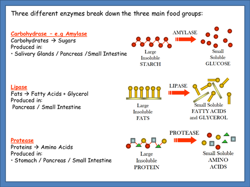 Chemicals in Digestion Foldable - enzymes, bile and hydrochloric acid