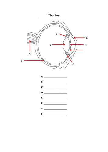 The Eye - learning how the eye works via card sort / worksheet (topic ...