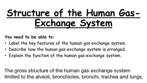 NEW AQA AS Biology 6.6 Structure of the Human Gas Exchange System