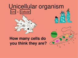 Unicellular Amoeba and Euglena by Mkalashi | Teaching Resources