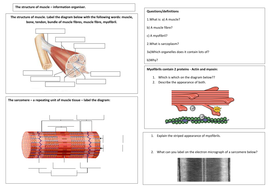 The structure of muscle AQA A level Biology info organiser and PPT ...