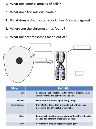 NEW AQA Trilogy GCSE (2016) Biology - Chromosomes