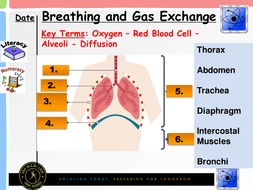 Breathing and Gas Exchange 2016 GCSE | Teaching Resources