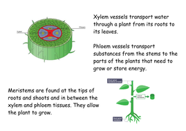 Plant Tissues and Organs New 2016 GCSE | Teaching Resources