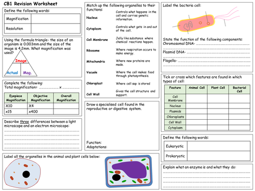 Edexcel Combined Science Biology 1 Revision Worksheets | Teaching Resources