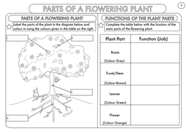 Year 3 Science: Plants Topic Worksheets by beckystoke - Teaching