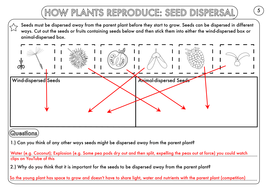 Year 3 Science: Plants Topic Worksheets by beckystoke - Teaching