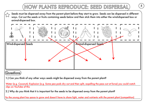 year 3 science plants topic worksheets teaching resources