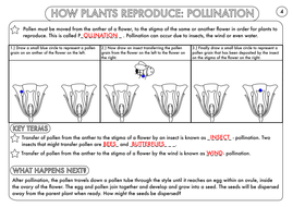 year 3 science plants topic worksheets teaching resources