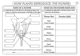 year 3 science plants topic worksheets by beckystoke