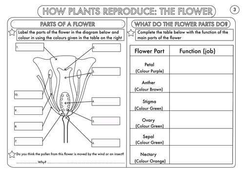 Year 3 Science Plants Topic Worksheets  Teaching Resources