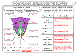 Year 3 Science: Plants Topic Worksheets by beckystoke - Teaching