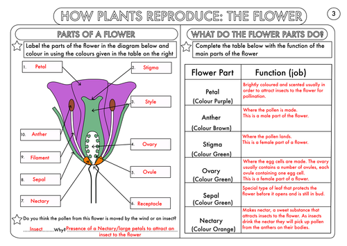 year 3 science plants topic worksheets teaching resources