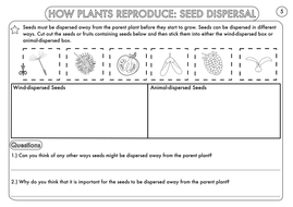 year 3 science plants topic worksheets by beckystoke teaching