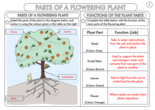 year 3 science plants topic worksheets teaching resources