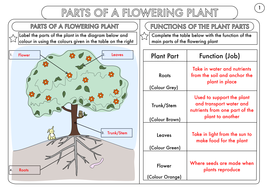 year 3 science parts of a plant worksheet teaching resources