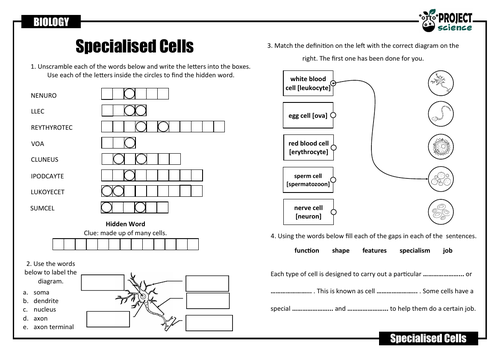 Specialised Cells PowerPoint Presentation and Activity Sheets ...