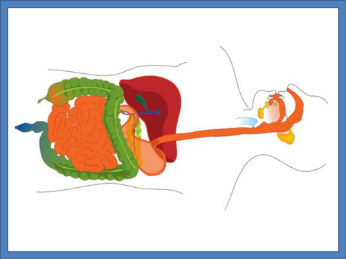 B2.1 Health and Lifestyle - Lesson 4 - DIgestive System