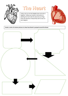 Foldable Dissection Of The Heart. Structure Of The Heart 3d Interactive 