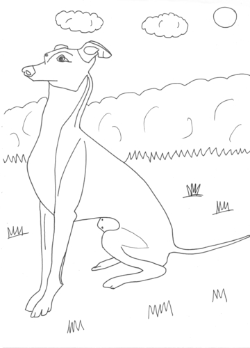 Pets: Dog (Italian Greyhound Colouring Page)