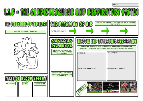 OCR GCSE PE 9-1 (2016) 1.1.d - The Cardiovascular and Respiratory System A3 Revision Mat/Mindmap