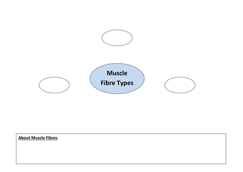 Muscle Fibre Types Edexcel GCSE PE 2016 9-1