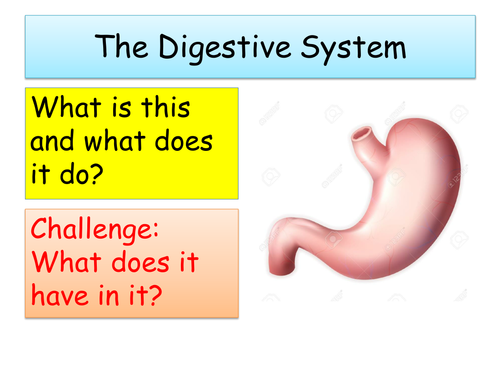 The Digestive System