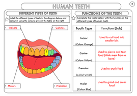 Year 4 Science: Animals, including humans- digestion, teeth and food