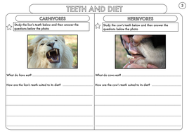 year 4 science animals including humans digestion teeth and food