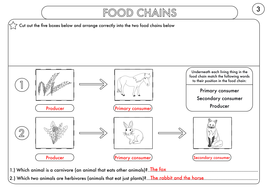 year 4 science animals including humans digestion