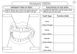 animal 3 teeth worksheet year Animals, humans Science: including Year 4  digestion