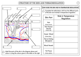 Worksheets Homeostasis Worksheet gcse homeostasis worksheet pack by beckystoke teaching resources skin structure and thermoregulation pdf