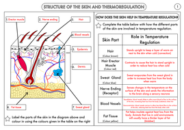 GCSE Homeostasis Worksheet Pack by beckystoke - Teaching Resources - Tes