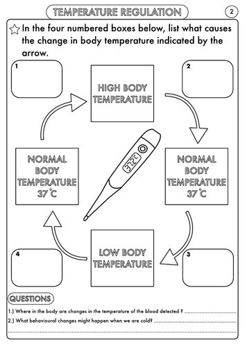 gcse-biology-homeostasis-worksheet-pack-teaching-resources