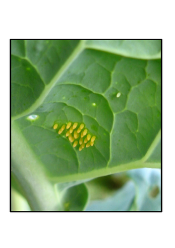 EYFS minibeasts pack- beasts, bugs and insects- mini beasts | Teaching ...