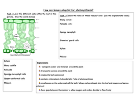 New AQA Biology Separates : Unit 8 Photosynthesis ppt | Teaching Resources