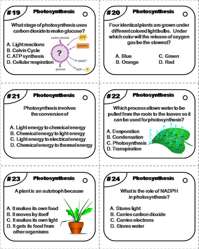 open ended questions about photosynthesis