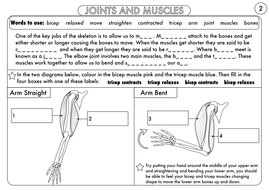 worksheet animal skeletons 3 year 3 Humans: including Skeleton, Year The Muscles Animals,