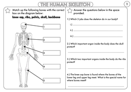 year 3 animals including humans the skeleton muscles and movement by