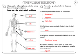 year 3 animals including humans the skeleton muscles