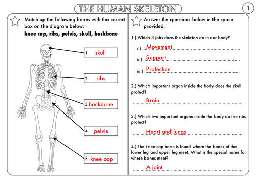 Year 3 Animals, including Humans: The Skeleton, Muscles and Movement |  Teaching Resources