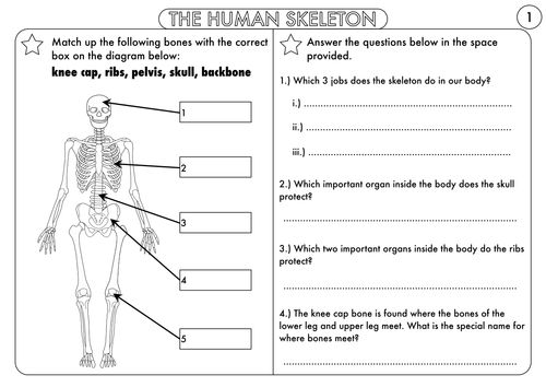 Year 3 Animals, including Humans: The Skeleton, Muscles and Movement