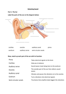 Detecting sound worksheets by JGunter29 - Teaching Resources - Tes