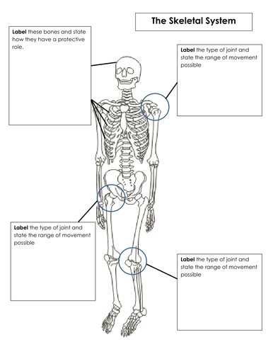 Edexcel GCSE PE (2012 specification) Skeletal system resources ...