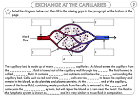 blood vessels worksheet resource biology circulation level pack exchange tes function structure related resources