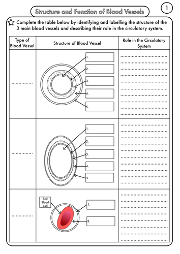 A Level Biology Resource Pack on Circulation and Blood Vessels